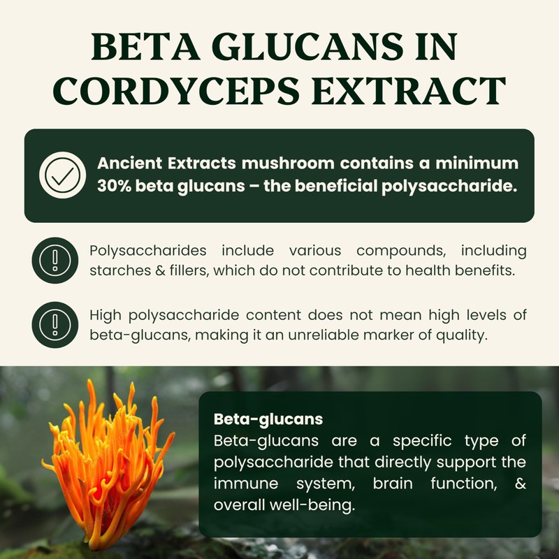 Ancient Extracts Cordyceps Mushroom Extract Powder - Increased Energy, Performance,