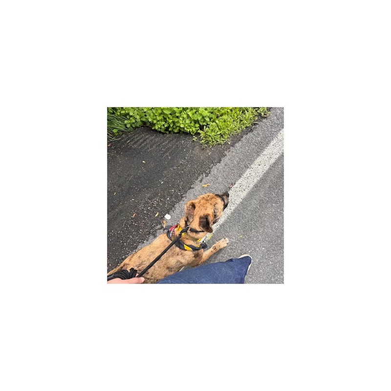 All in one Headcollar Lead/Halter/Head Collar To Anti Stop Pull