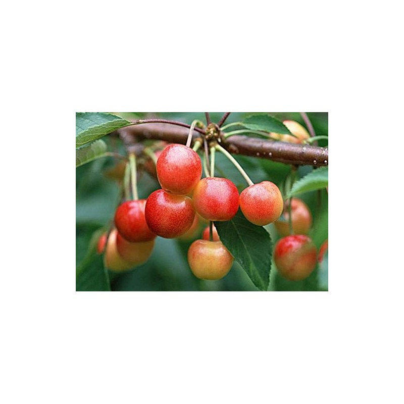 Kristin Cherry Tree Seeds - 20 Cherry Seeds - Qualityseeds4less