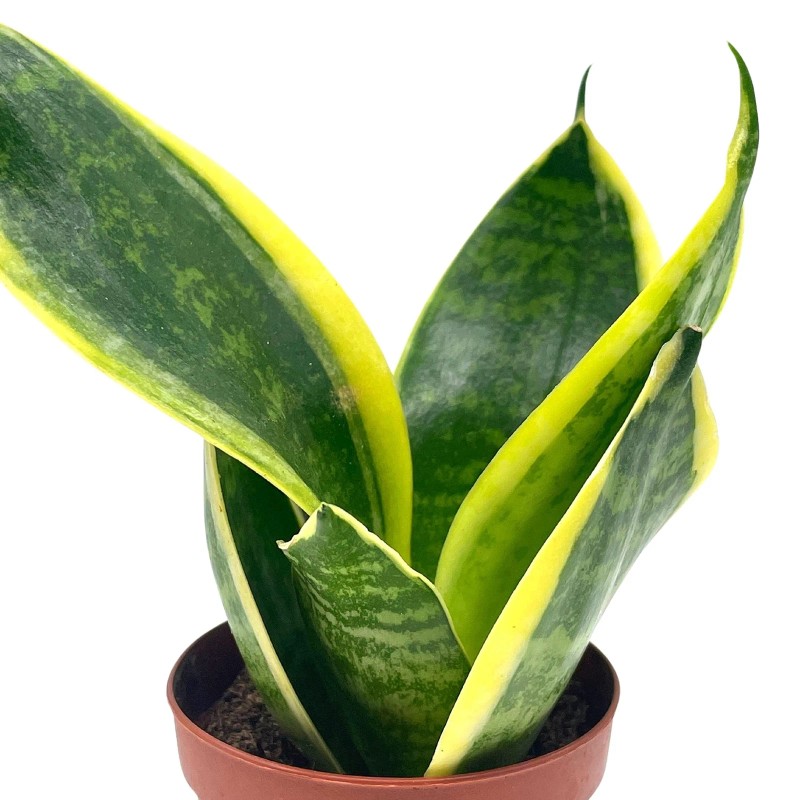 Florida House Plants Varigated Snake Plant, 2 inch, lengua de