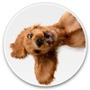 Vinyl Stickers (Set of 2) 7.5cm - English Cocker Spaniel