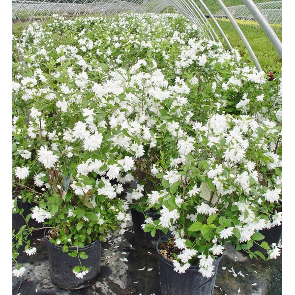 Philadelphus 'Buckley's Quill' (Mock Orange) Shrub, white flowers, #3 -