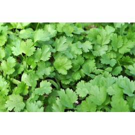1,000 Heirloom Cilantro Slow Bolt Seeds for Planting 14 Grams of Seeds Bulk Microgreens Non GMO USA Harvested Coriandrum sativum
