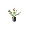 Photinia Red Tip | 2 Large Gallon Size Plants |