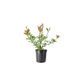 Photinia Red Tip | 2 Large Gallon Size Plants | Photinia x Fraseri | Evergreen Landscape Hedge Shrub