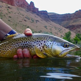 Fly Fishing Flies by Colorado Fly Supply - Realistic Rabbit Fur Crayfish Lure - Fly Fishing Lures and Streamers - Crawfish and Crayfish Lures for Bass Trout and More