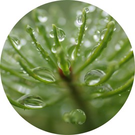 Living Libations Fir, Balsam Absolute, 15ml