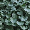 Eden Brothers Dichondra Seeds - Silver Falls