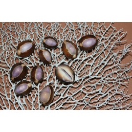 SHORELY YOURS COWRIES,Purple Top,stunning color,beach art,craft supply  SS-37 - 100 shells $73.98