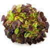 KIRA SEEDS - Seeds Red Indoor Lettuce - 20 Days