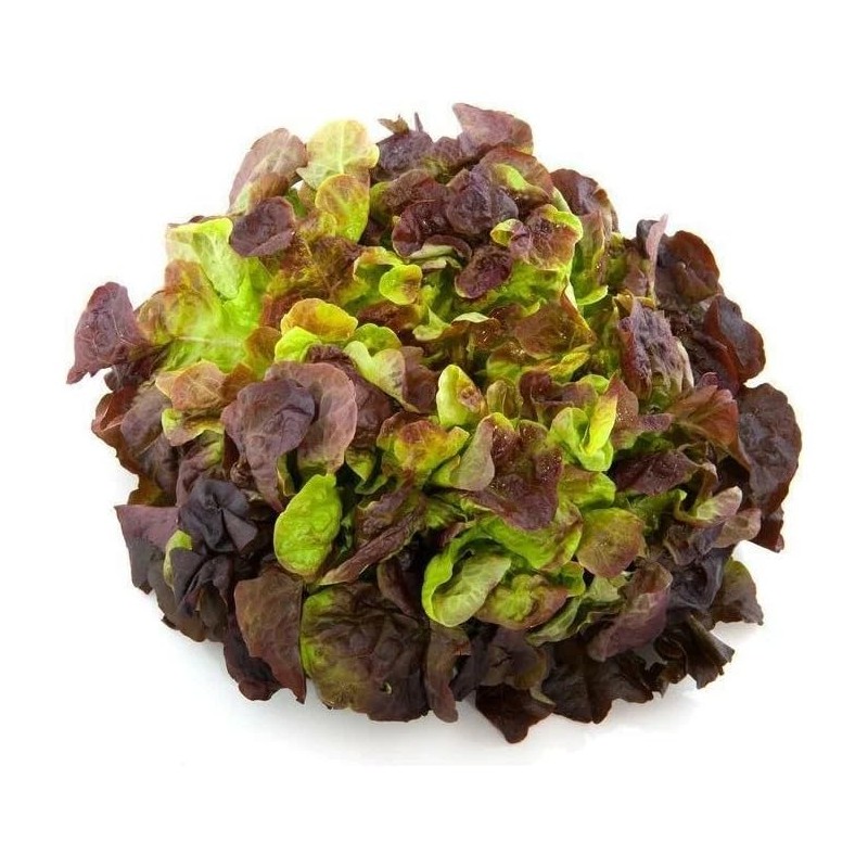 KIRA SEEDS - Seeds Red Indoor Lettuce - 20 Days