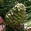 Pinus Eldarica (Afghan Pine) Seeds - Pine Tree Seeds for