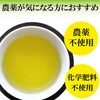 Organic Paulownia Tea from Shizuoka, 3.5 oz (100 g), 1
