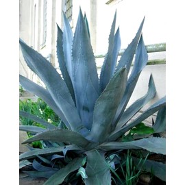 Agave Americana - Blue Agave - 2 Plants in Big Size