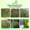 Outsidepride Chinese Pennisetum Fountain Ornamental Grass Seeds - 200 Pcs