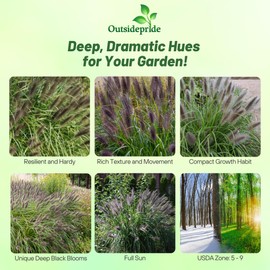 Outsidepride Chinese Pennisetum Fountain Ornamental Grass Seeds - 200 Pcs Perennial, Drought Tolerant Fountain Grass with Smoky Purple-Black Plumes for Low Maintenance Xeriscapes & Flower Arrangements