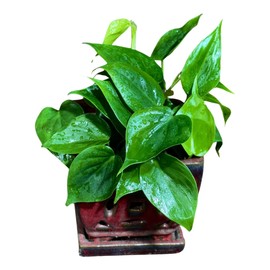PLANTVERS Jade Philodendron in a 4" Nursery Pot – Philodendron Cordatum – Heartleaf Green Plant – Easy Care Vining Houseplant – Low Light Indoor Plant – Air Purifying Plant