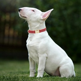 YUDOTE Soft Leather Dog Collars with Safety Quick Release Metal Buckle,Natural Cotton Padded Pleather Collar for Small Dogs with Senstive Skin,Red