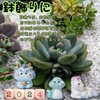 WATASHINO Zodiac Animal Figurine Zodiac Miniature MIN01 Mini Figurine (Set