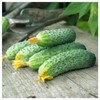 Everwilde Farms - 1 Lb Wisconsin Cucumber Seeds - Gold