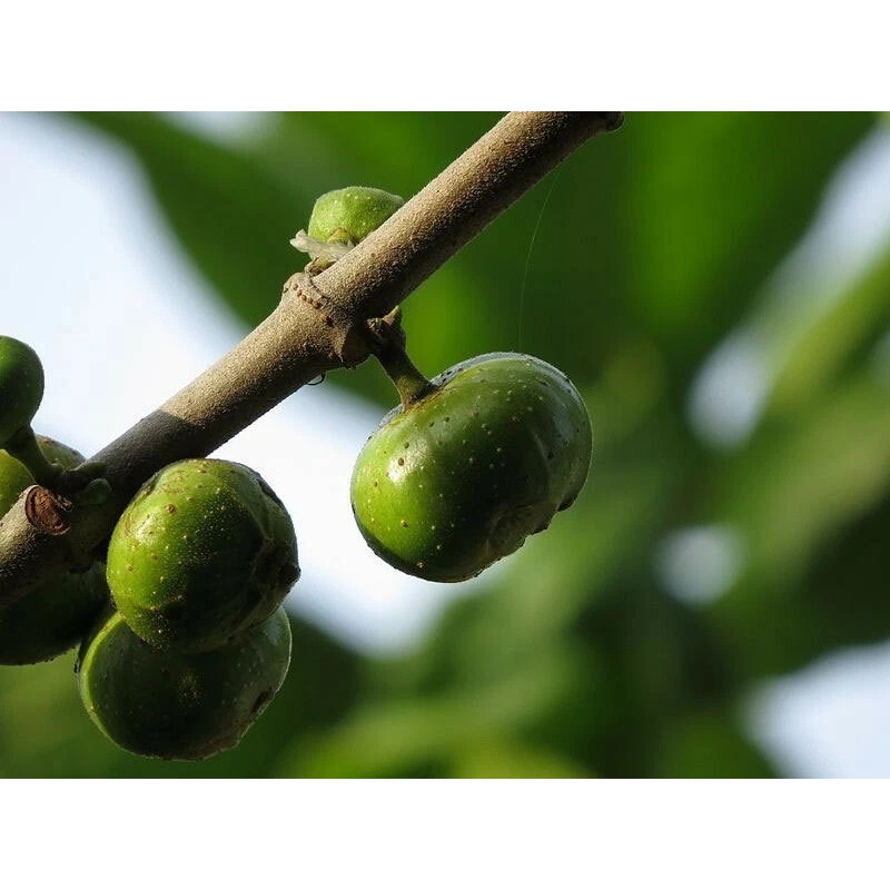 Buy Rare Seeds Ficus racemosa | Indian Cluster Fig Tree