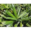 Puffy Leaf Japanese Lady Palm (Rhapis Excelsa Koban) – Rare
