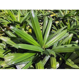 Puffy Leaf Japanese Lady Palm (Rhapis Excelsa Koban) – Rare Collector Palm – Live Indoor Tropical Plant (1 Palm, 4 Inches)