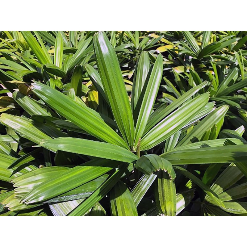 Puffy Leaf Japanese Lady Palm (Rhapis Excelsa Koban) – Rare