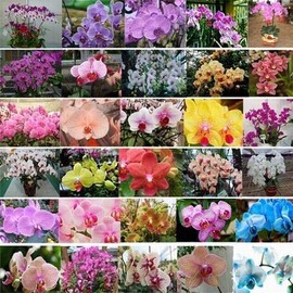 MITRAEE Fresh 100 pcs Fresh Phalaenopsis Orchid Garden Flower Seeds for Planting Mixed MITRAEE Fresh 2