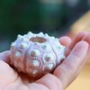 Xuniu Air Plants Sea Urchin Tabletop Tillandsia Holder Miniature Gardening