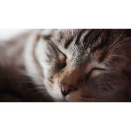 I LOVE MY PETS LLC cat Healthy Skin and Fur - CAT Hair and Coat Health - Healthy Skin - Premium Quality Treats - Vitamin b12 for Cats - 2 Bottles (120 Tablets)