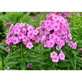 200PCS Pink Tall Phlox Seeds for Planting Hardy Perennial Flower Seeds Heirloom