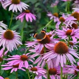 Purple Coneflower Seeds (Echinacea) - 1 Ounce - Pink/Purple Flower Seeds, Heirloom Seed, Open Pollinated Seed Attracts Bees, Attracts Butterflies, Attracts Pollinators, Edible, Extended Bloom Time