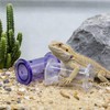 MinrzPet 2 Pack Bearded Dragon Enrichment Toys, Reptile Feeding Accessories,