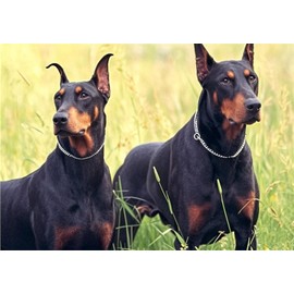 Silver Choker Collar for Dogs,Metal Slip Link Dog Chain Martingale Collar Heavy Duty Training Dog Choker Collar Puppy Collars for XS Small Medium Large Big Breed Dogs,XL