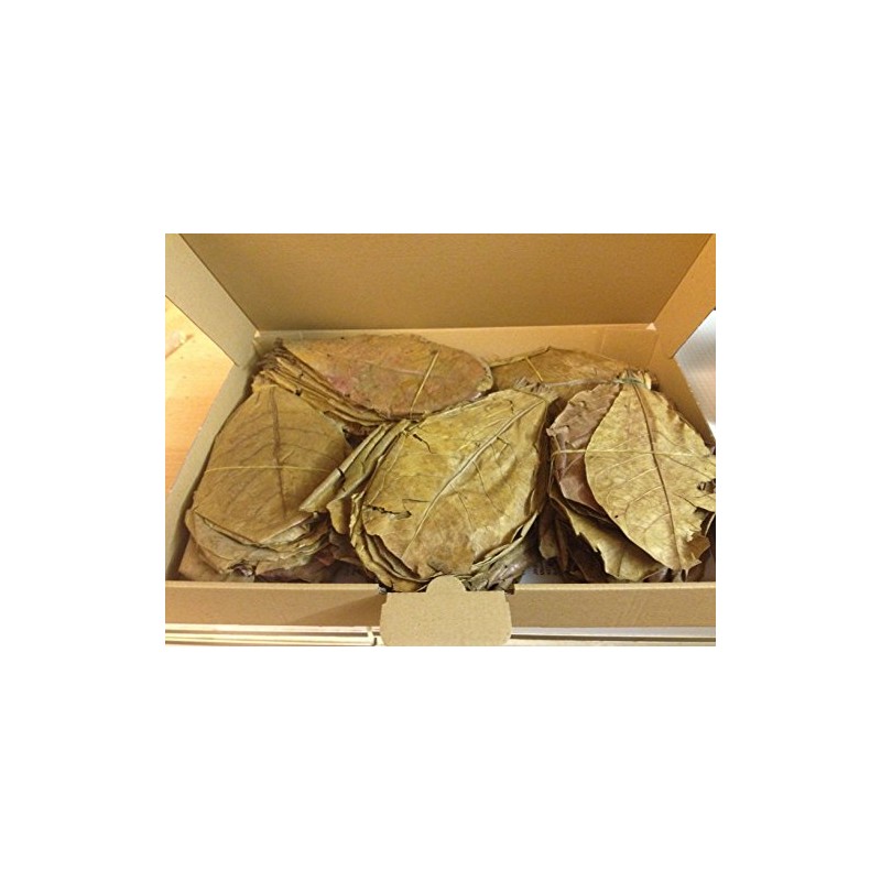 Pack of 100 (300 g) 20-25 cm Indian Almond Leaves
