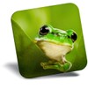 Destination Vinyl ltd Fridge Magnet - Green Tree Frog Jungle
