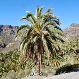 Phoenix Canariensis Seeds Canary Island Date Palm Low Maintenance Showy Evergreen Drought & Salt Tolerant Patio Containers Borders Outdoor 10Pcs Tree Seeds by YEGAOL Garden