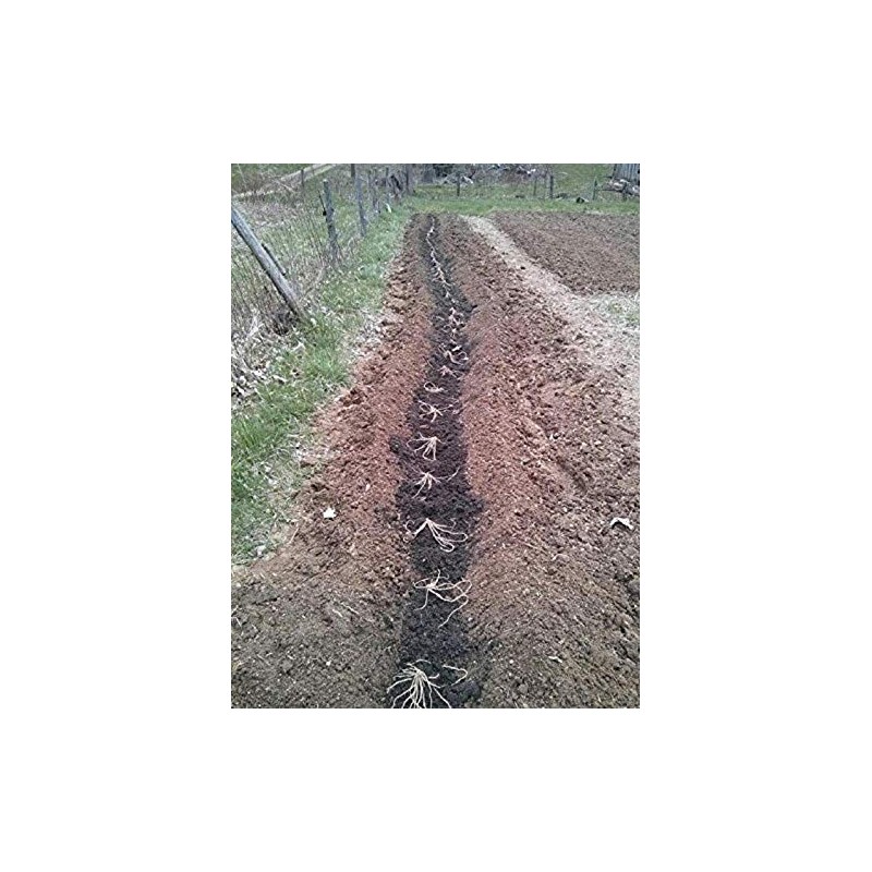 10 extra large 2nd year Green Asparagus Plants/roots with