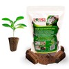 Hormex Rooting Powder #1 & Rooting Cubes Combo - Rooting