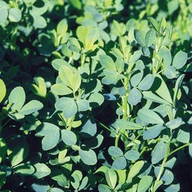 3,000 Alfalfa Seeds Sprouting Seeds Cover Crop