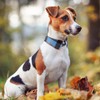 Faleela Cotton Plaid Shirt Style Dog Collar Soft Cute,Boy Dog