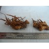 Ginger 2 Shampoo Ginger Rhizomes, Zingiber Zerumbet, Pine Cone, Free