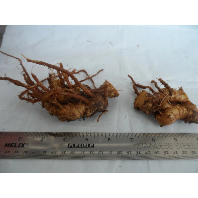 Ginger 2 Shampoo Ginger Rhizomes, Zingiber Zerumbet, Pine Cone, Free