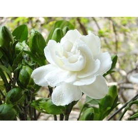 Quiet Time Boutique 1 oz Candle Soap Home Fragrance Oil-Jasmine