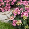 1 Gal. Endless Summer Pop Star Hydrangea Shrub