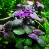 Mainam Dwarf Lobelia Cardinalis Freshwater Live Aquarium Plants Bundle Tropical