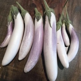 Bride F1 Hybrid Eggplant Seeds - 1 Oz ~6500 Seeds - Non-GMO, F1 Hybrid - Vegetable Garden - Solanum melongena