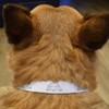 Small 'German Shepherd Puppy' Dog Collar (PR00031005)