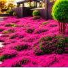 Thyme Seeds|1000 Mix Red Creeping Thyme Seeds for Planting- Wooly